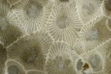 Polished Petoskey Stone (Fossil Coral) - Michigan #131065-1